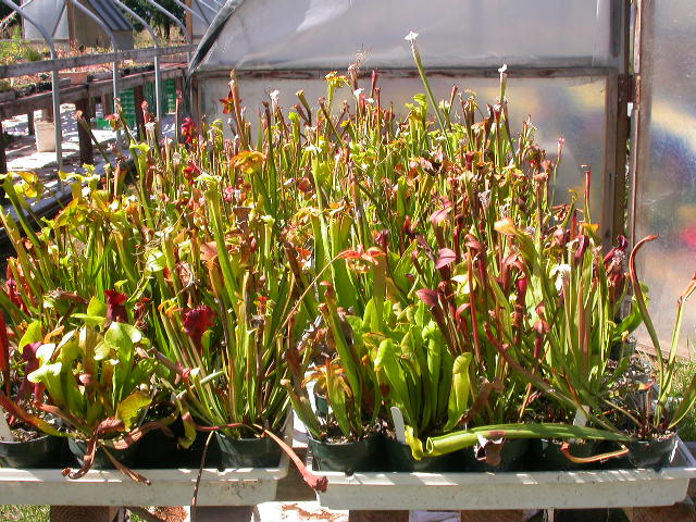 Cooks Carnivorous Plants